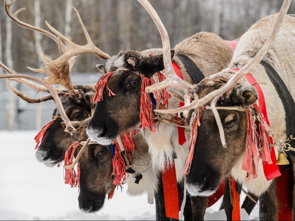Олени, варган и танец желаний: истринцев пригласили на необычный фестиваль 2 января