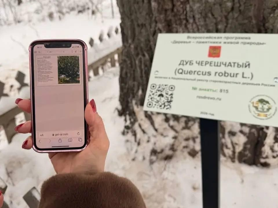 Дуб‑долгожитель: как школьники и взрослые спасали 300‑летнее дерево в Захарьино