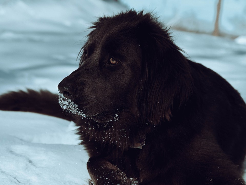 Жители Химок могут помочь вернуться домой псу-путешественнику, найденному в Москве