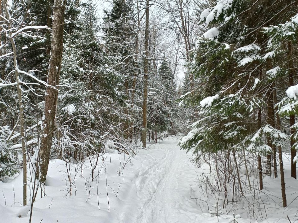 По аллее с ветерком: в электростальском парке «Авангард» проложили лыжню