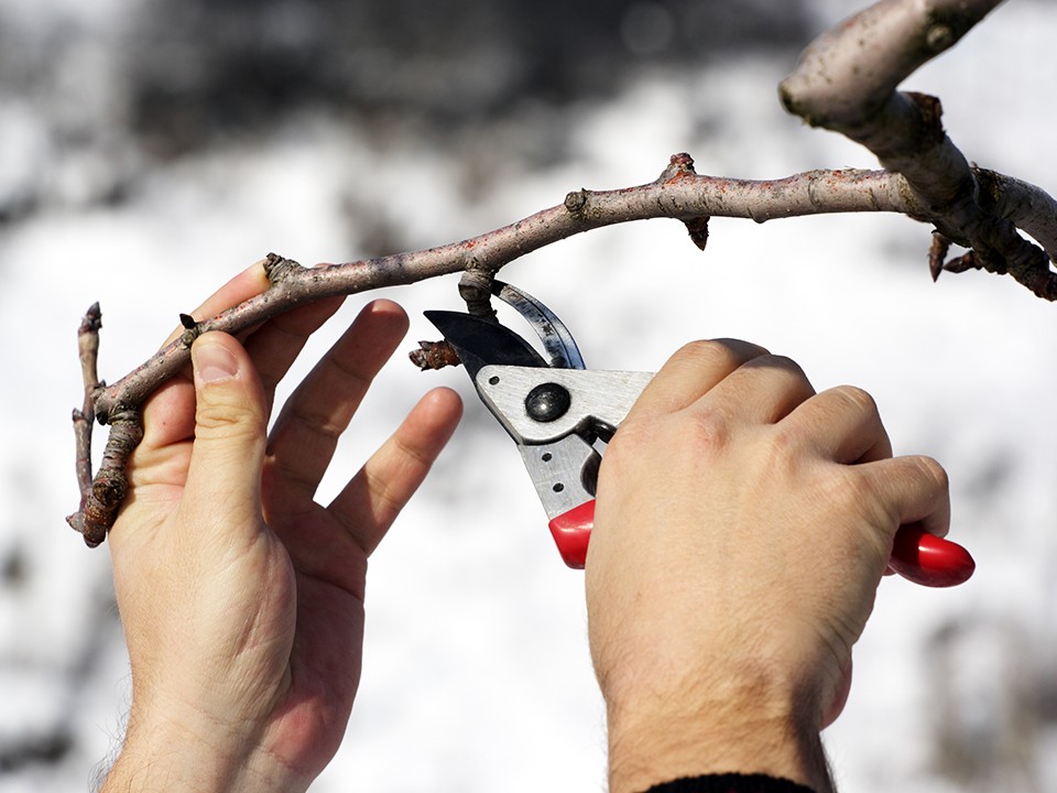 Как правильно обрезать плодовые деревья зимой, объяснили зарайцам