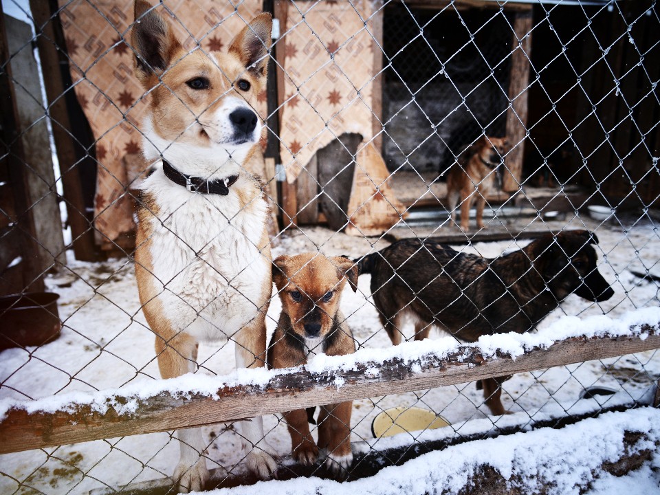 Клинскому приюту нужны волонтеры, чтобы расчистить снег для питомцев