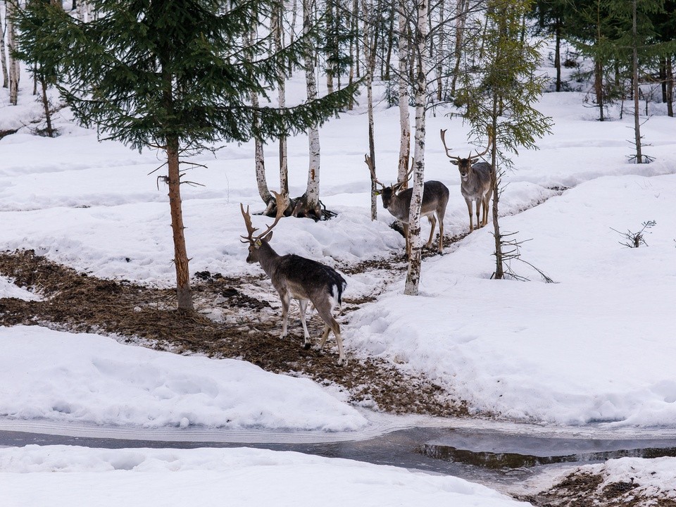 Циклон «Фрэнсис»: в Клину выпало до двух третей месячной нормы снега