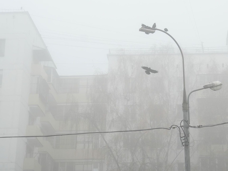 Густой туман накроет Подмосковье ночью и рассеется к полудню субботы