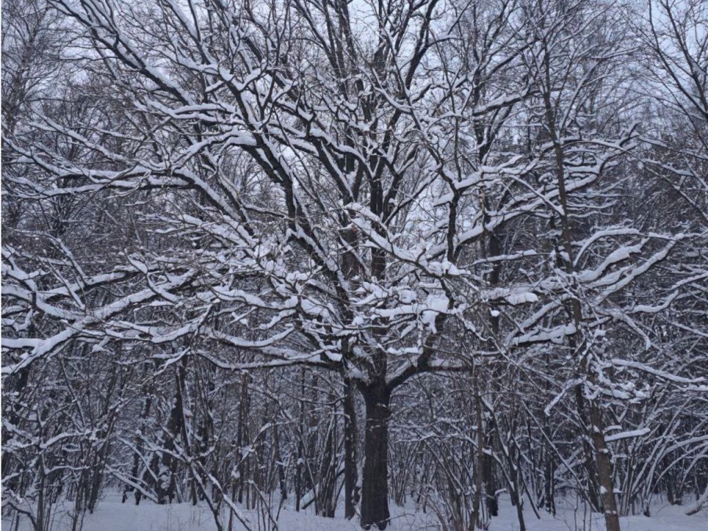 На Подмосковье надвигаются снегопад и лютый мороз до −25! Регион ждет арктическое вторжение, снежный плен и лютая стужа