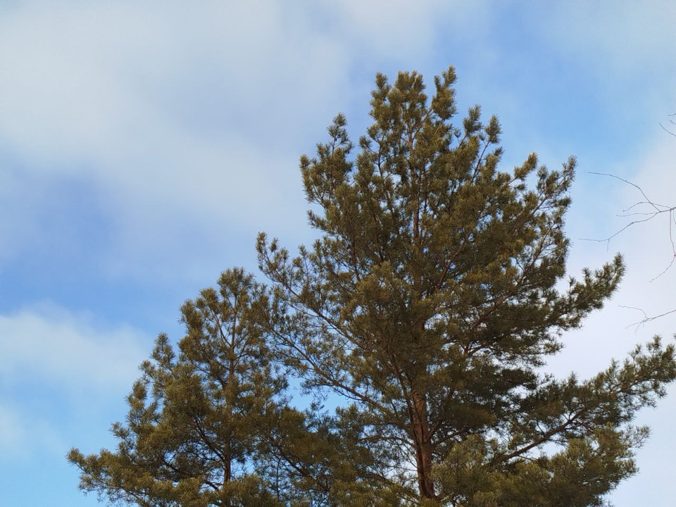 Прогноз на лето 2026 в Подмосковье: чего ждать после аномальной зимы