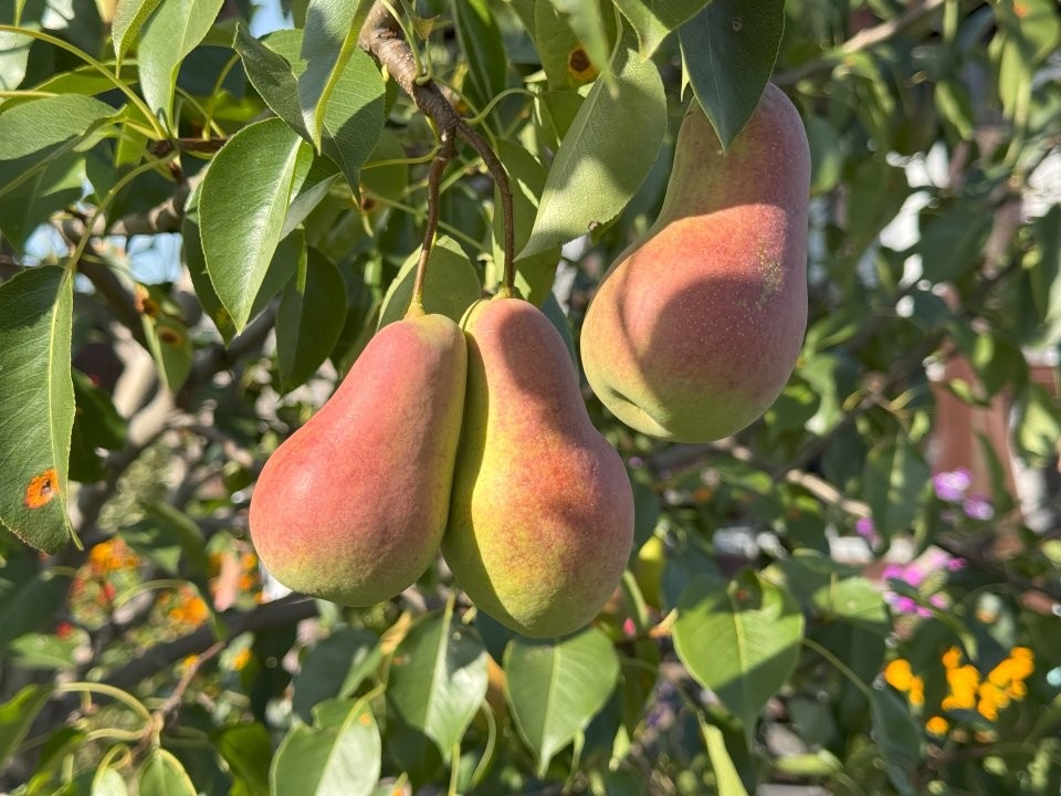 Сладкие сорта груш для богатого урожая в Подмосковье: когда сажать — советы для дачников