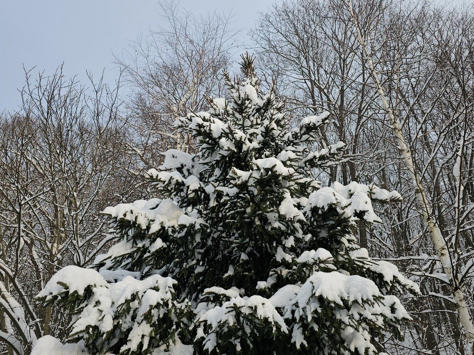 Какая погода ждет жителей Подмосковья с 26 по 31 января