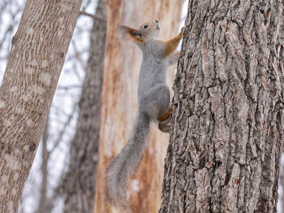 Зачем белки собираются вшестером: как правильно подкормить пушистиков зимой