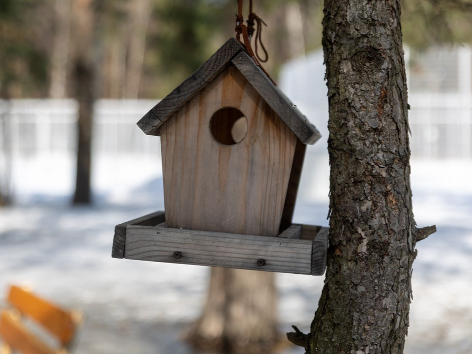 Ходьба с палками, забег и лекция о кормлении птиц: Кузьминский лесопарк раскрыл программу на неделю