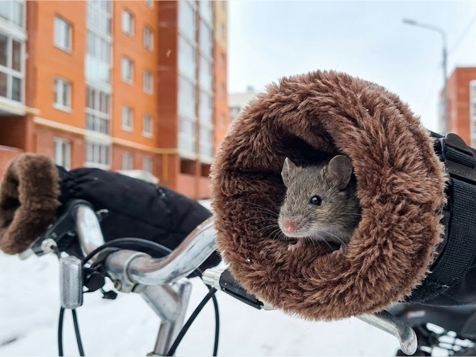 Курьер во время доставки заказа обнаружил в варежке мышь в Домодедове