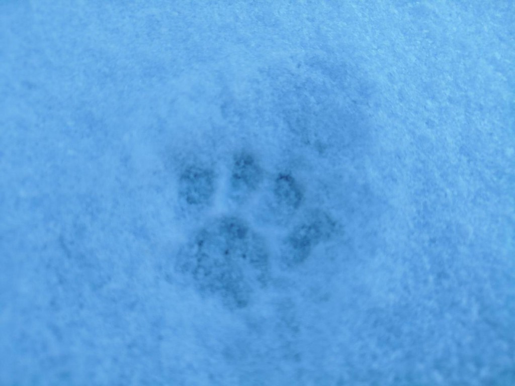 Звериная перепись: как в Подмосковье пересчитают диких животных и будут ли для того будить медведей