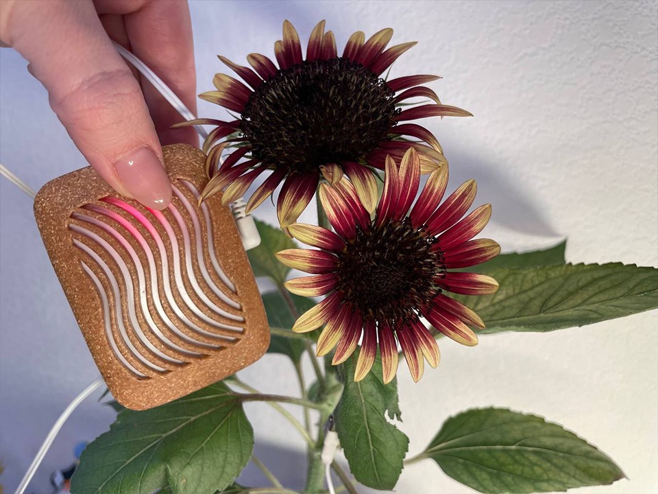 Подсолнух заговорил: необычный эксперимент дачницы из Ступина покоряет интернет