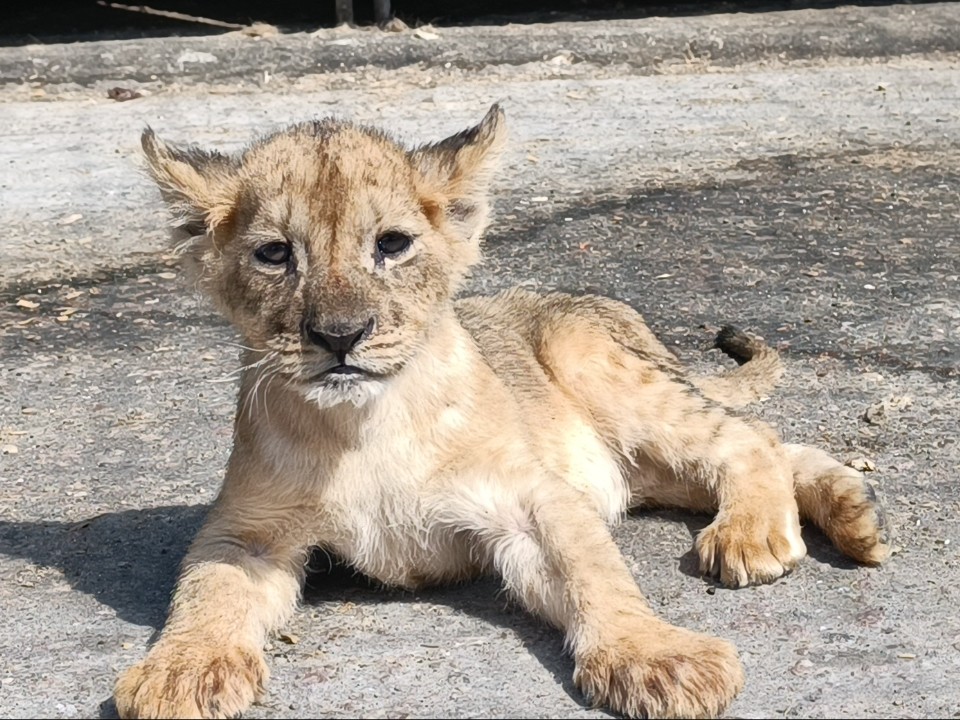 Тяжело травмированную львицу из приюта переведут на домашнее лечение