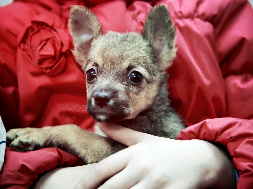 Пес-«снеговик» Олаф, Хавьер с янтарными глазами и кот Доллар: как помочь пушистым из приюта в Истре