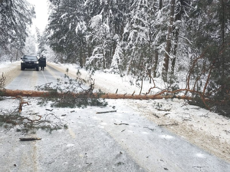 Жительница Наро-Фоминска чудом избежала трагедии, затормозив за секунду до падения дерева