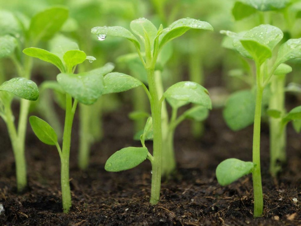 Пока другие ждут весну: что можно вырастить на подоконнике уже в январе