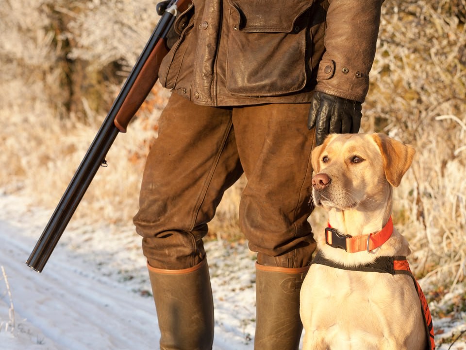Охотничий билет за пару кликов: как подать заявление онлайн и не упустить ни одной детали