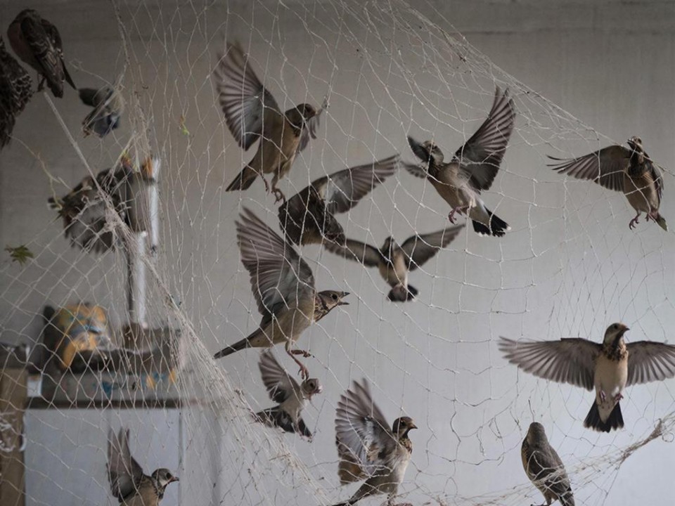 Сети душили птиц на глазах у детей: что сделали в московском ТЦ