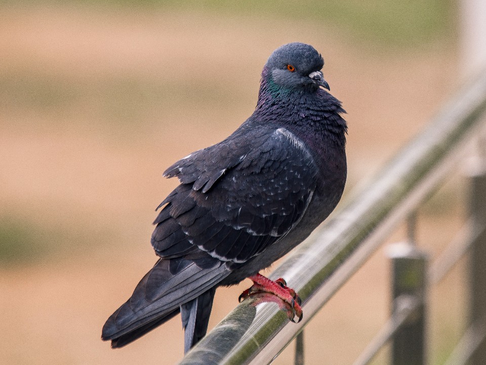 Кто ответит за гибель? Начинается проверка по факту массовой смерти птиц, запутавшихся в сетках ТЦ