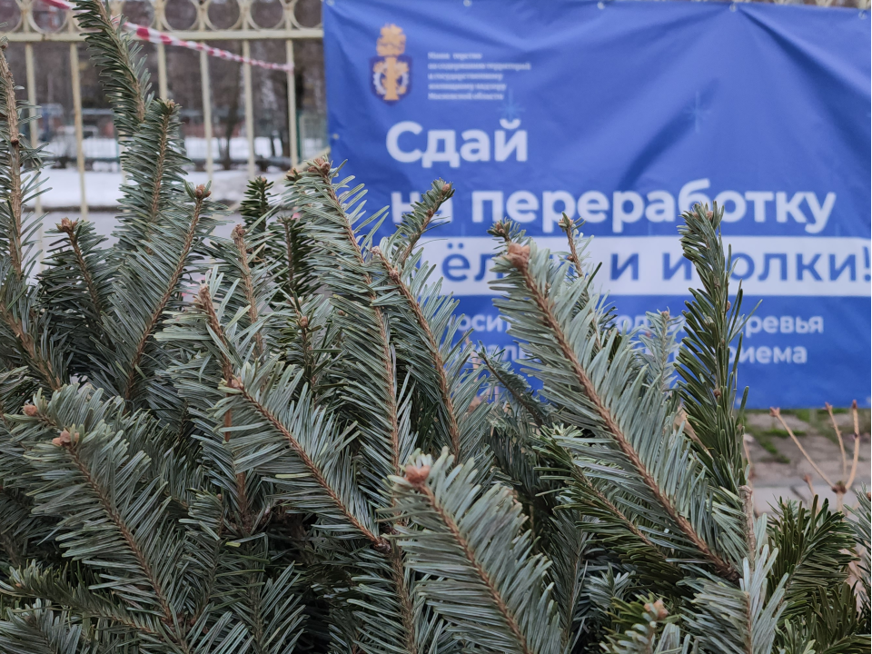 Елки из Черноголовки можно сдать на переработку в щепу и витаминный обед для зверей