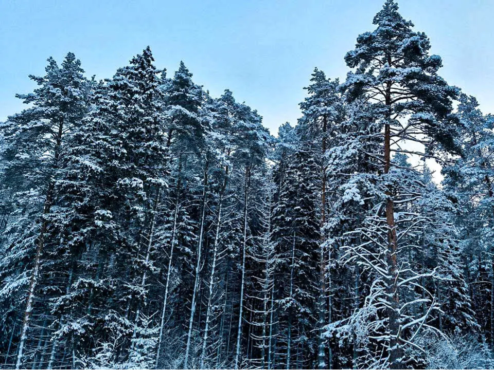 Кто будет отвечать за леса Московской области: карьерный путь Александра Нацкого