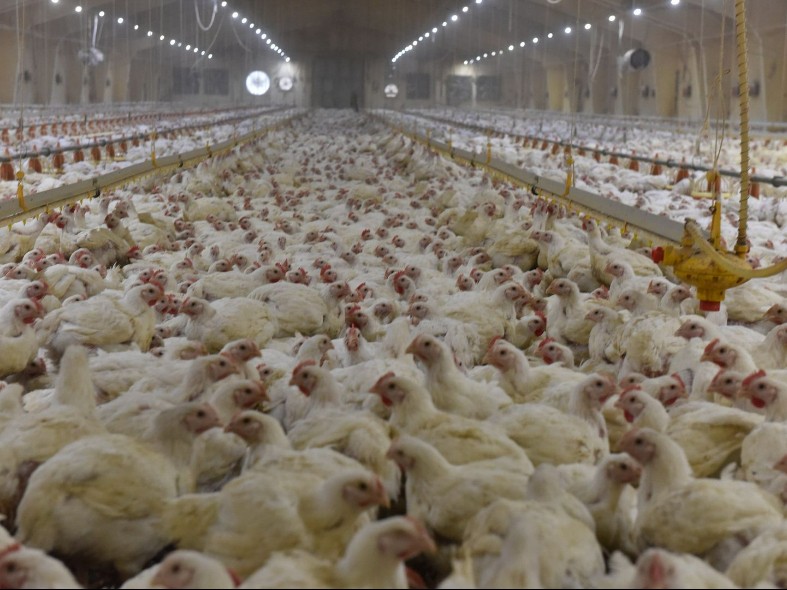 Яйца с курицей научат: птицеводы Подмосковья освоят инновации и биобезопасность