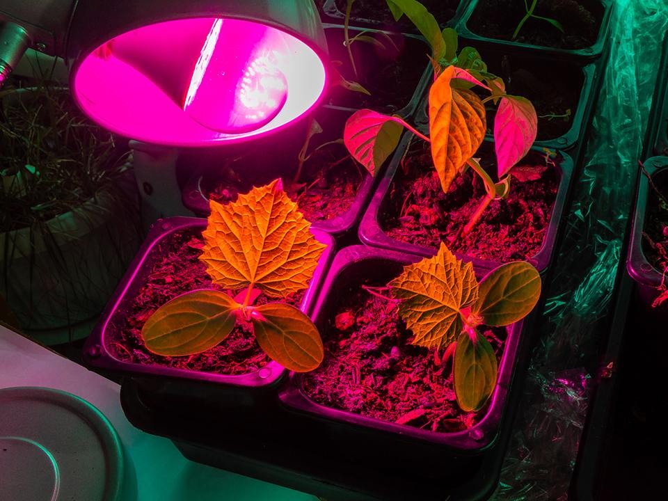 Зимний лунный календарь: почему 25 января — лучший день для планирования огорода 2026