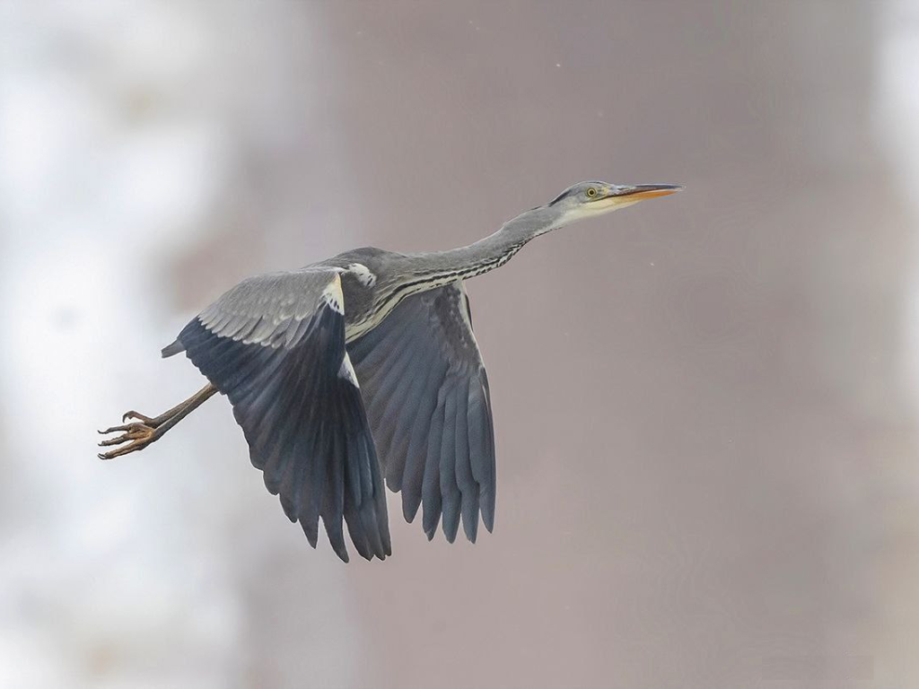 Серые цапли «отказались» лететь в Африку и остались в Одинцове