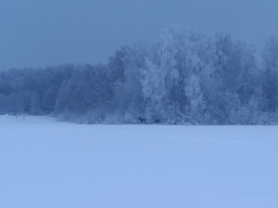Зимняя угроза: в Можайском округе лоси вышли на дорогу