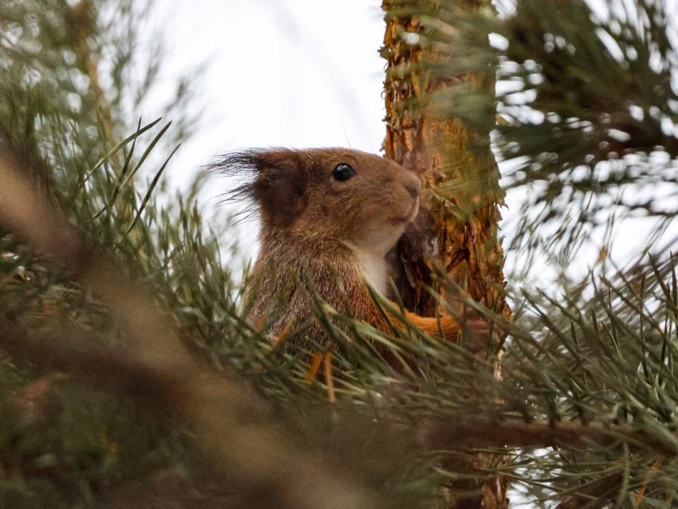 Снегопады оставили подмосковных белок без зимних запасов