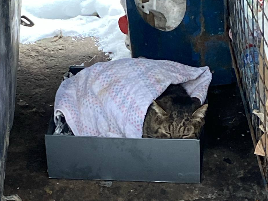 Живого кота в коробке выкинули на мороз в Селятино