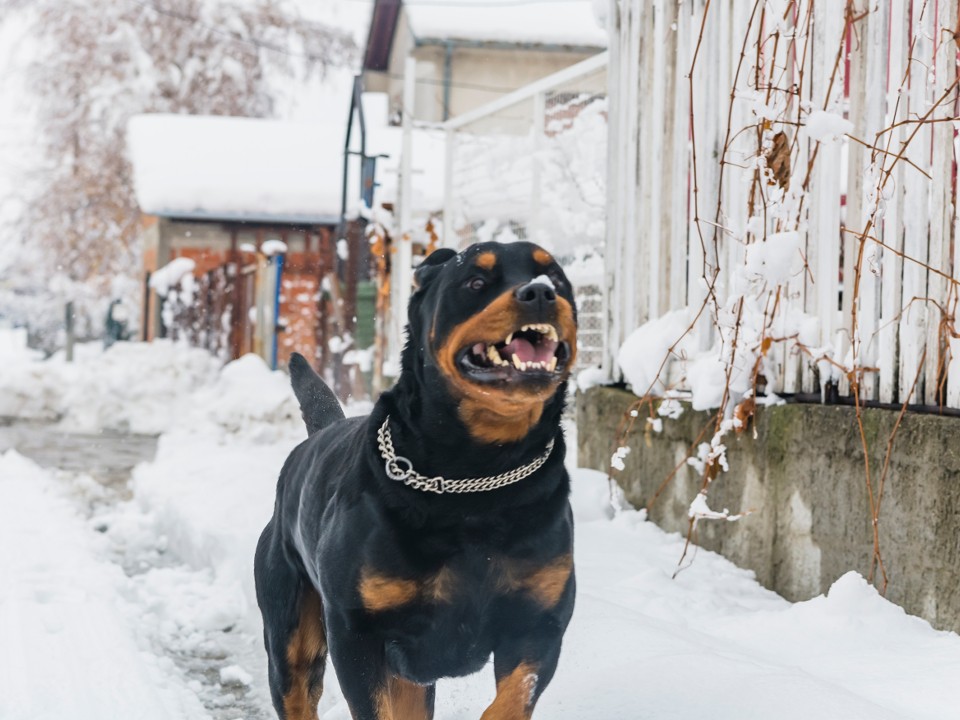 «Стрелял в меня, хотя скорую надо было вызывать»: новые подробности нападения собаки на ребенка в Раменском