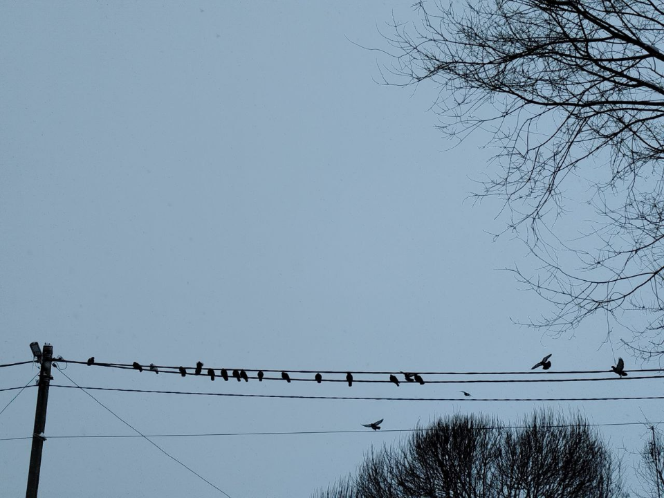 Птицы подскажут погоду летом: народные приметы 8 января 2026 года в Собор Пресвятой Богородицы