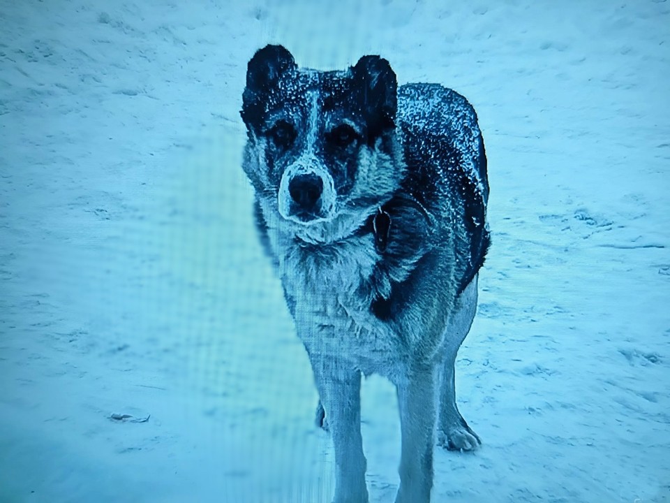 Сидит на морозе и ждет хозяина: в Липицах из машины выбросили собаку