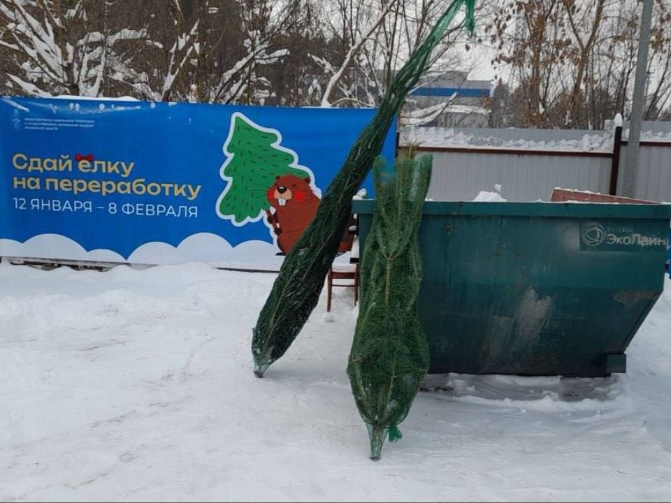 Егорьевцы могут сдать елки на переработку до 8 февраля