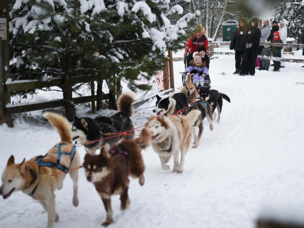 В «Хаски-парке» под Раменским катаются на собачьей упряжке и знакомятся с культурой народов Севера