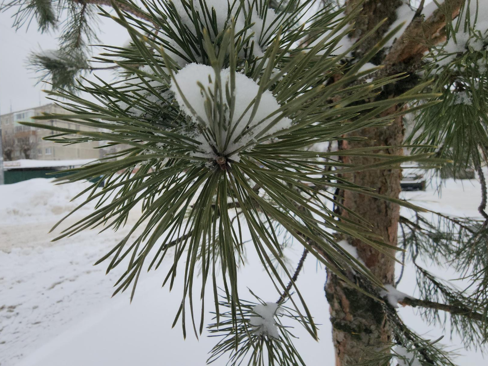 Три пункта сбора новогодних елок открыли в Павловском Посаде