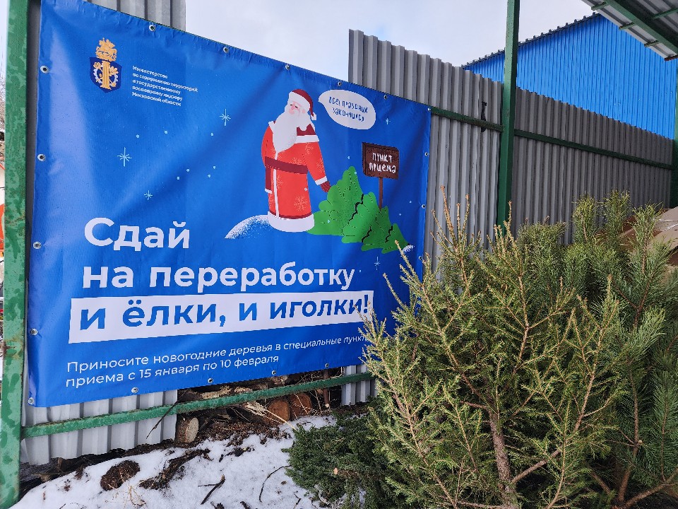 Куда сдать живую елку после новогодних праздников: список адресов в Красногорске