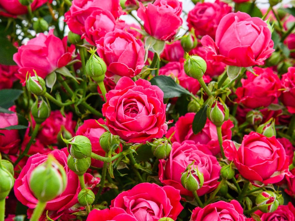 Идеальная посадка: прямо в снег сажает павловопосадец капризные цветы