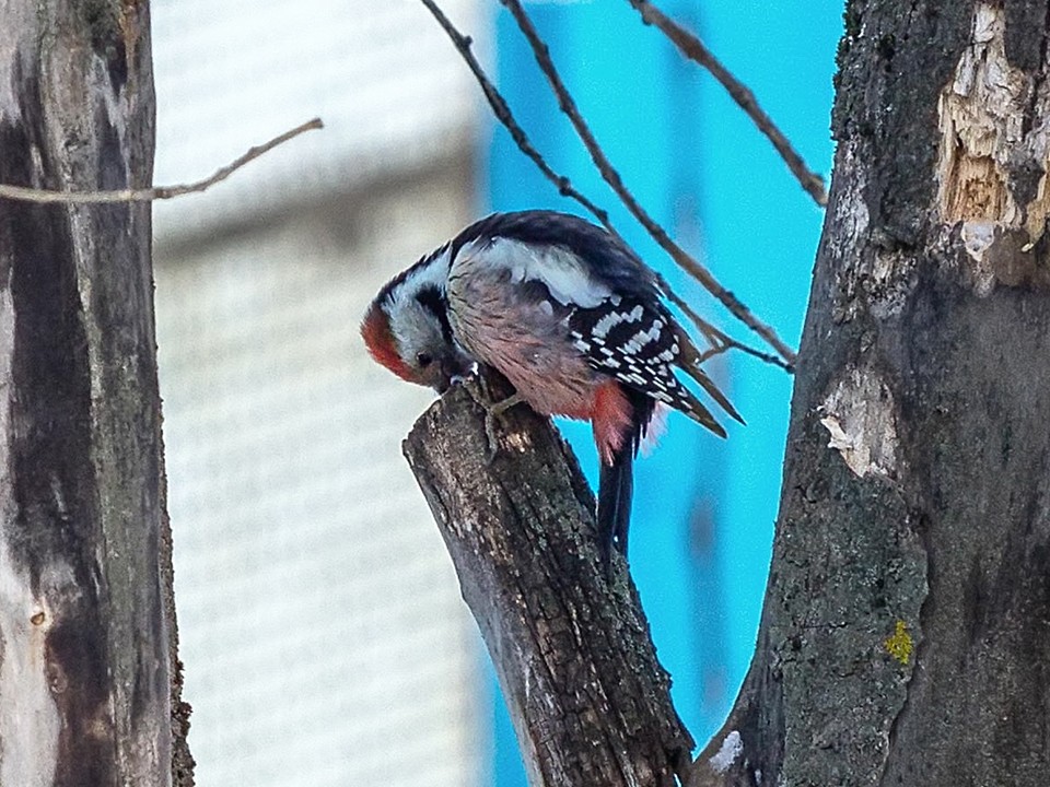 Дятла, взламывающего дупла белок, заметили в Ступине