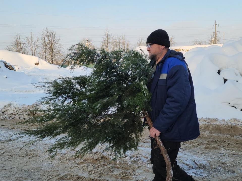Новогодние ели получат вторую жизнь: в Луховицах стартовала экологическая акция