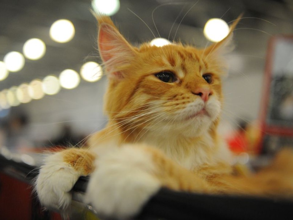 От абиссинца до сибирячки: каких кошек признали лучшими среди выставочных животных