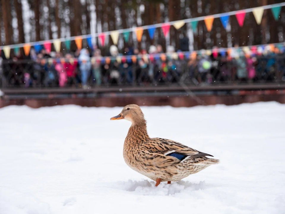 Почему утки остаются зимовать: интересные факты о птицах на водоемах Домодедова