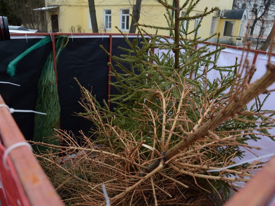 Жители Черноголовки смогут сдать новогоднюю елку с пользой для экологии