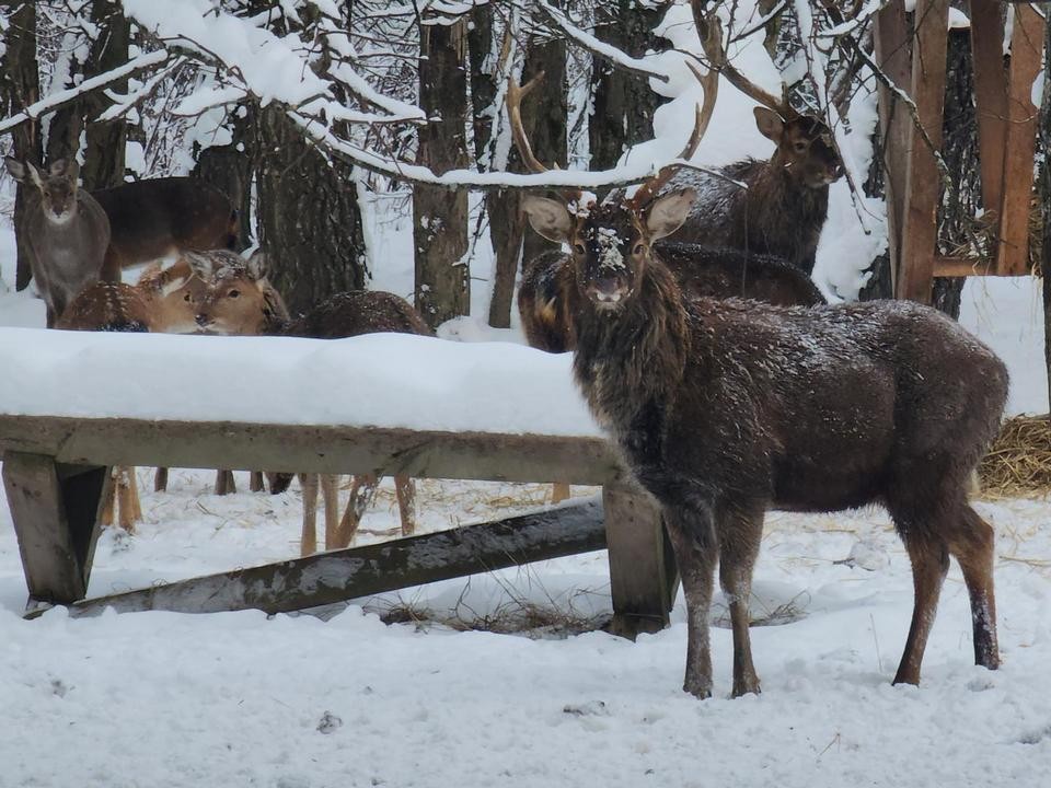 Зима изменила жизнь в «Лосином острове»: понаблюдать за стаями оленей можно с небольшого расстояния