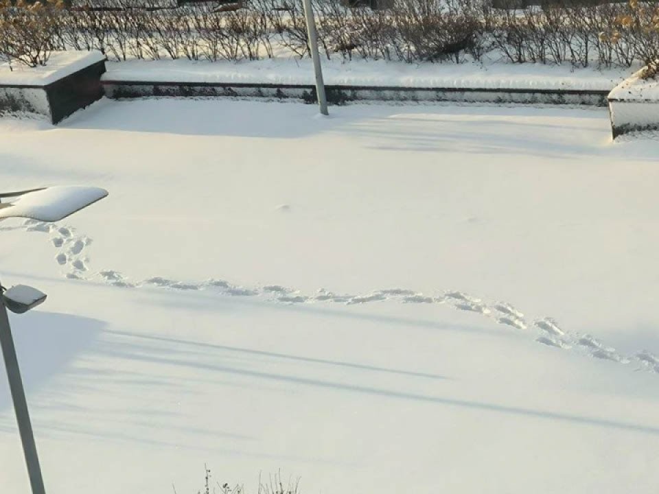 Зимняя сказка по синоптическому сценарию: когда ждать пика снегопада в столичном регионе