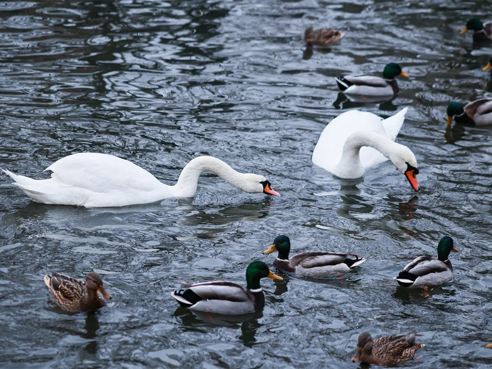 Как жители помогают лебедям и уткам пережить зимние морозы