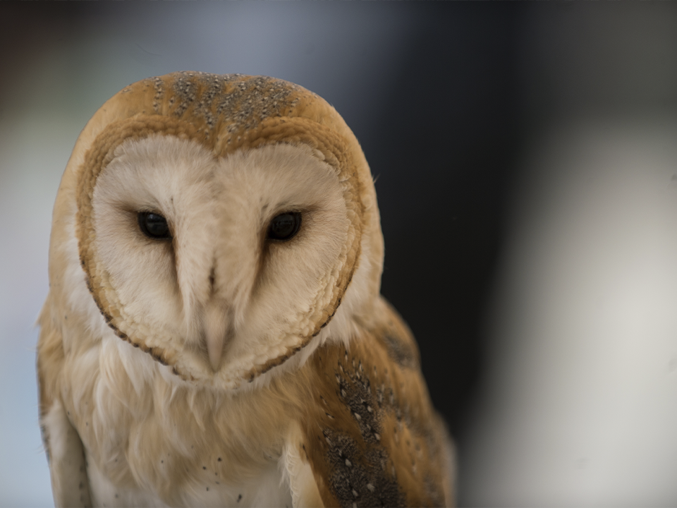 Сова стала неожиданным гостем на Театральной улице