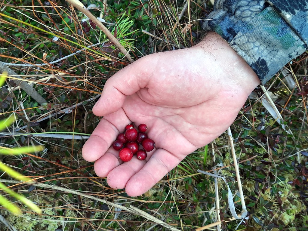 При каком сигнале организма нельзя есть клюкву